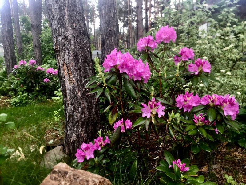 Рододендрон Лесной