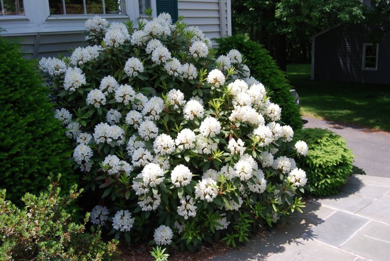 Рододендрон крупнейший Rhododendron maximum