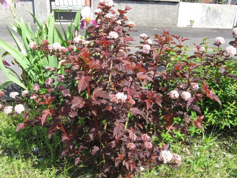 Пузыреплодник калинолистный (Physocarpus opulifolius)
