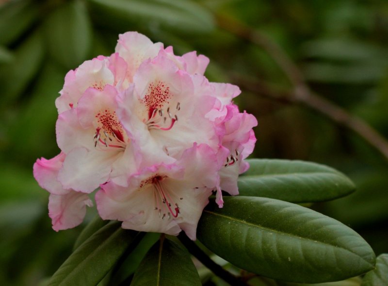 Rhododendron 'Double Dots' (lichtroze)