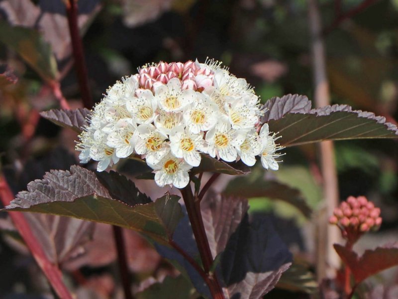 Physocarpus opulifolius