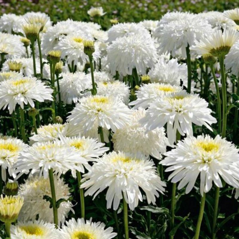 Нивяник (Leucanthemum) Фиона Гогхилл