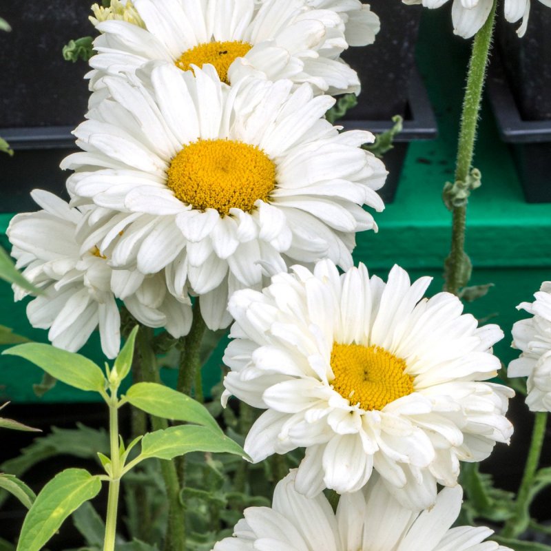 Нивяник Leucanthemum Victorian Secret