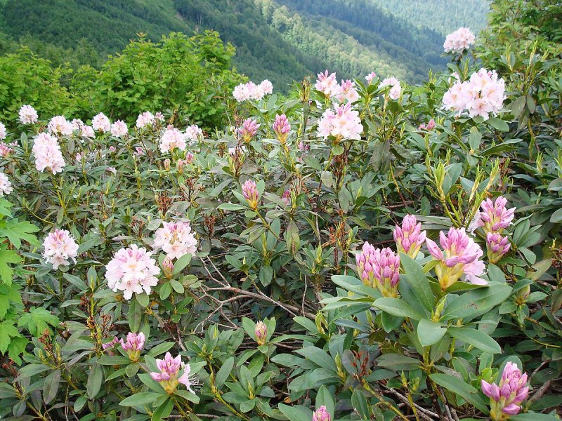 Азалия/рододендрон (Rhododendron AJ Geisha Red p9)