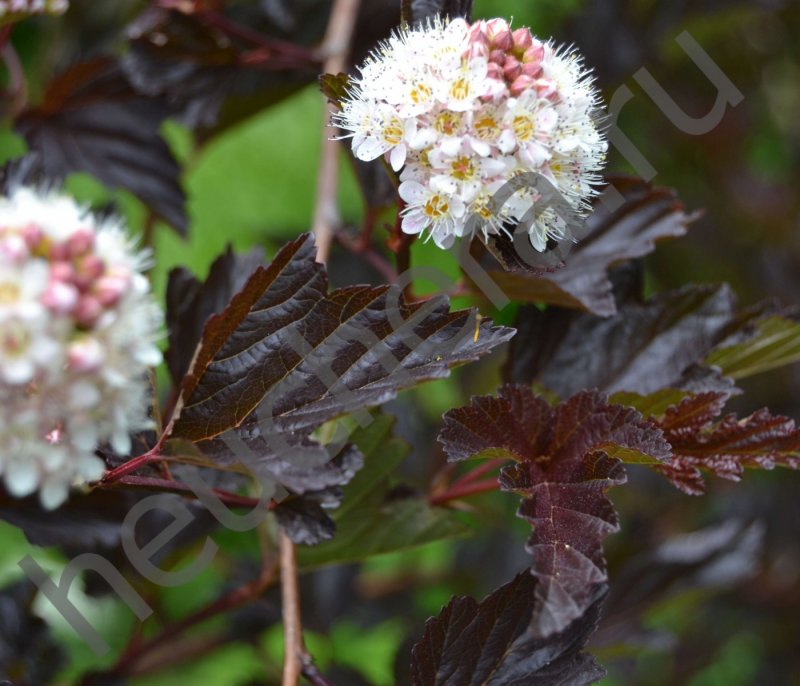 18. Physocarpus opulifolius Red Baron