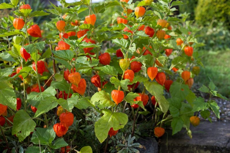 Физалис кустовой