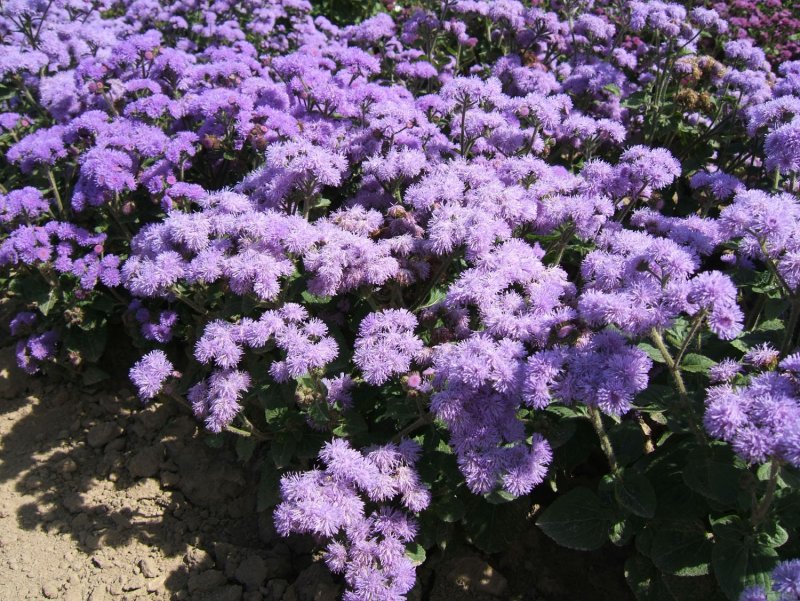 Агератум мексиканский (Ageratum houstonianum) "Blue Ball"