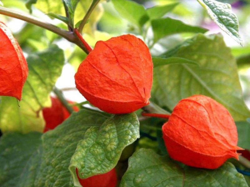 Физалис многолетник