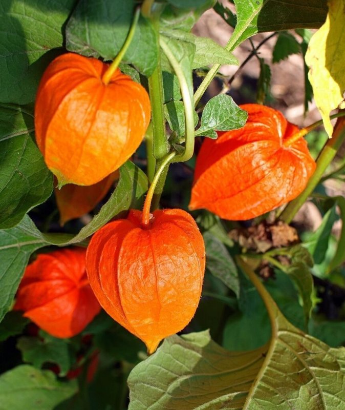 Королевский физалис