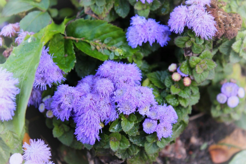 Агератум Хоустона (Ageratum houstonianum)