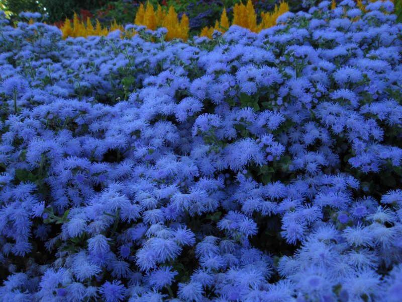 Агератум Хоустона (Ageratum houstonianum)