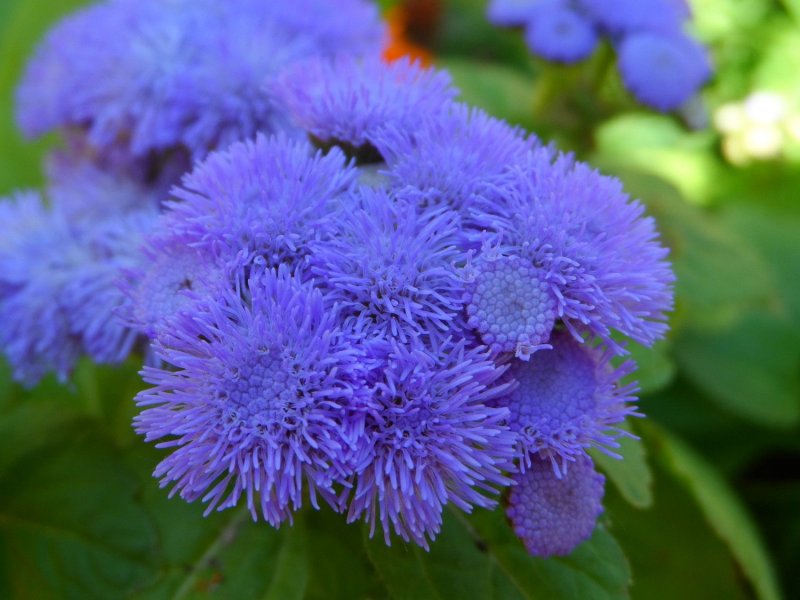 Агератум Хоустона (Ageratum houstonianum)