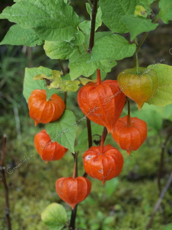 Физалис куст