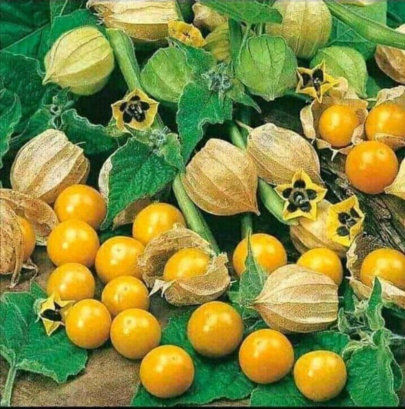 Физалис куст