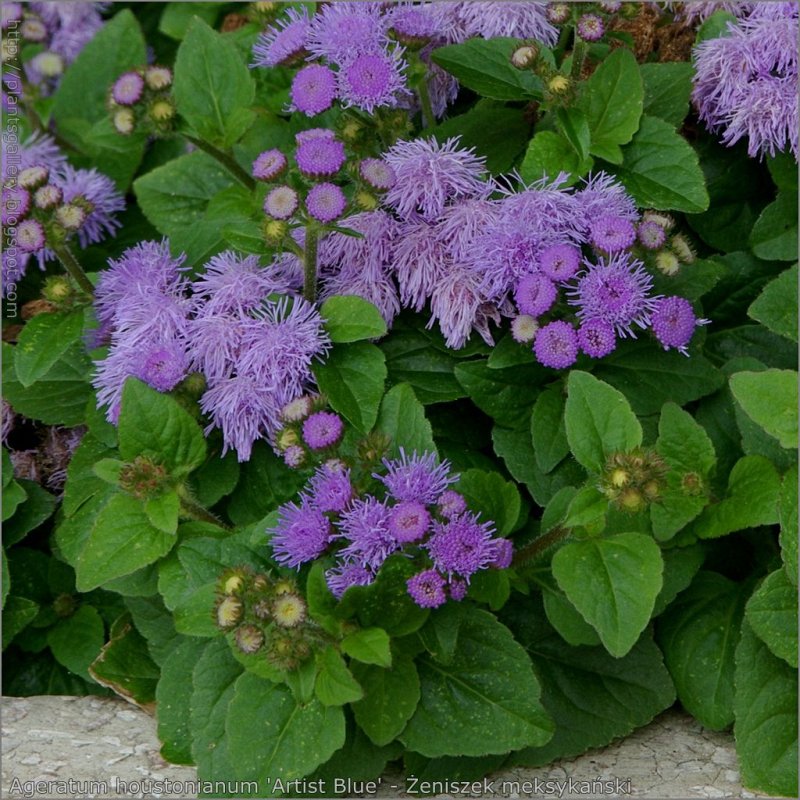 Агератум мексиканский (Ageratum houstonianum) "Blue Ball"