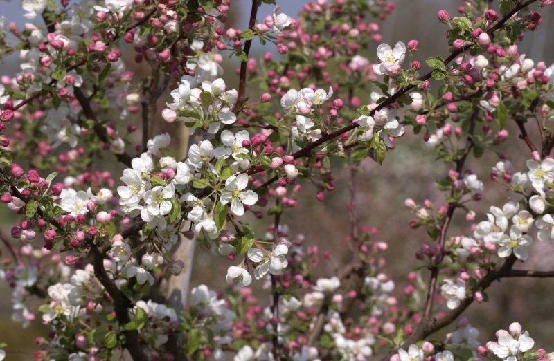 Яблоня Эверест Malus Evereste