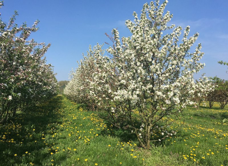 Яблоня Эверест Malus Evereste