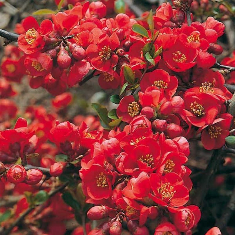Chaenomeles japonica