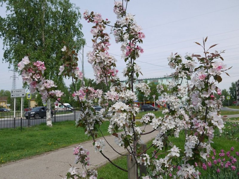 Malus Evereste Tree