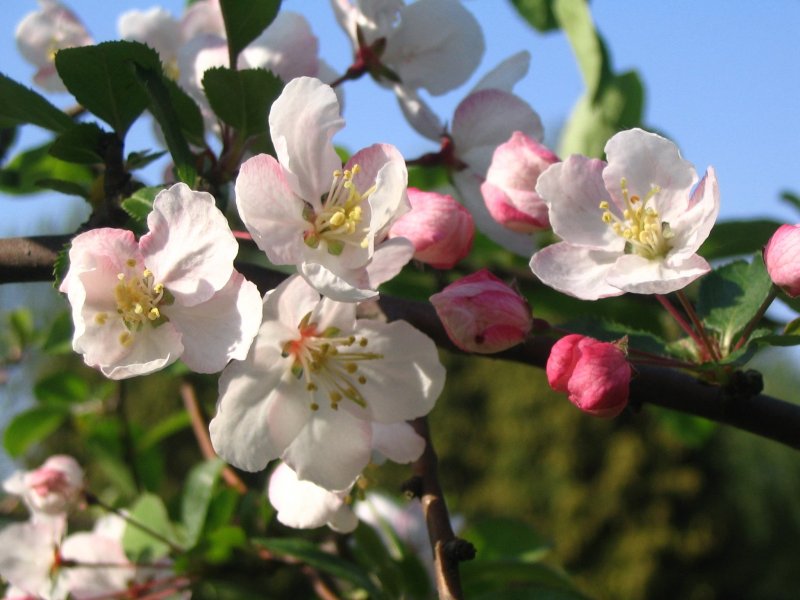 Malus Evereste яблоня