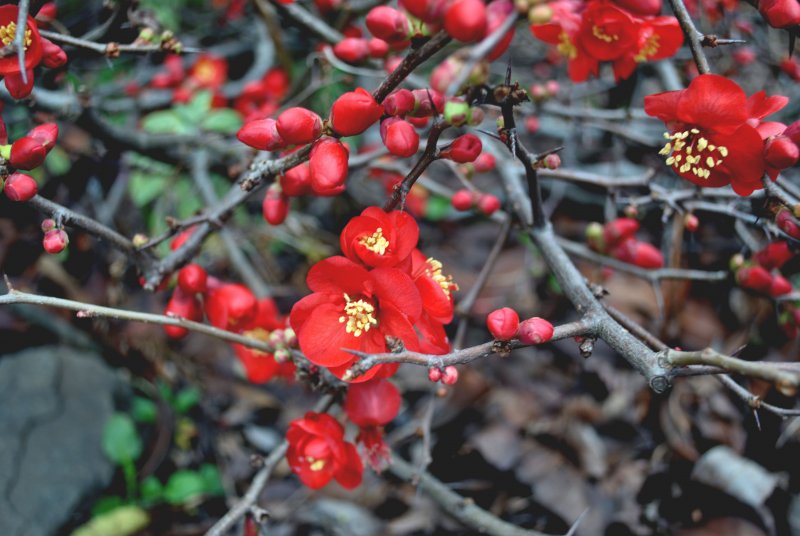Хеномелес айва Red Trail