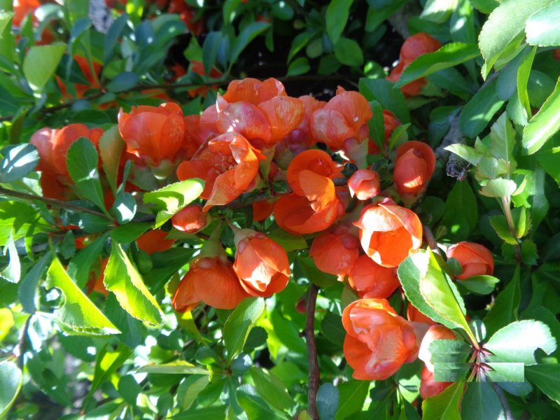Chaenomeles japonica (хеномелес)