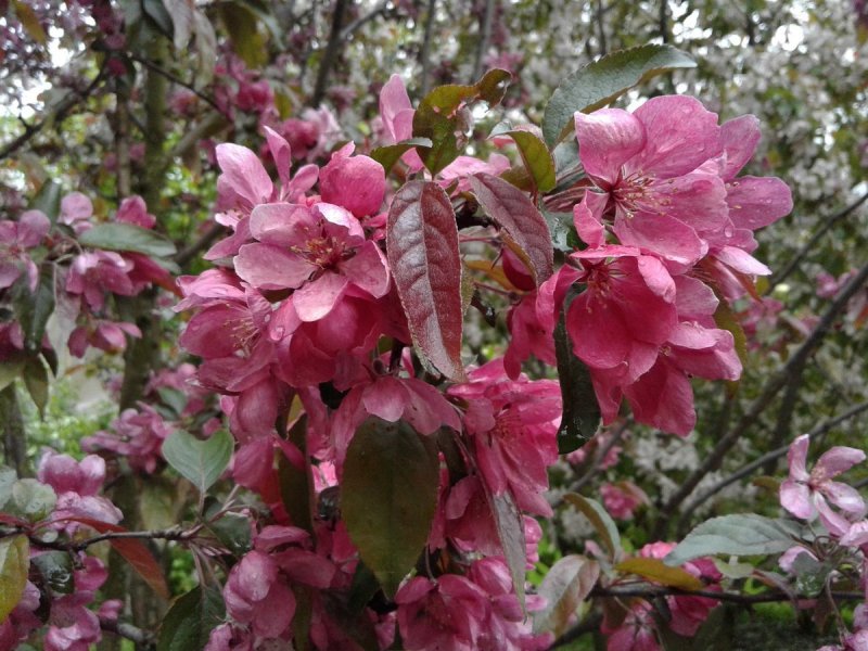 Malus Evereste