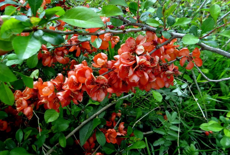 Китайская айва кустарник