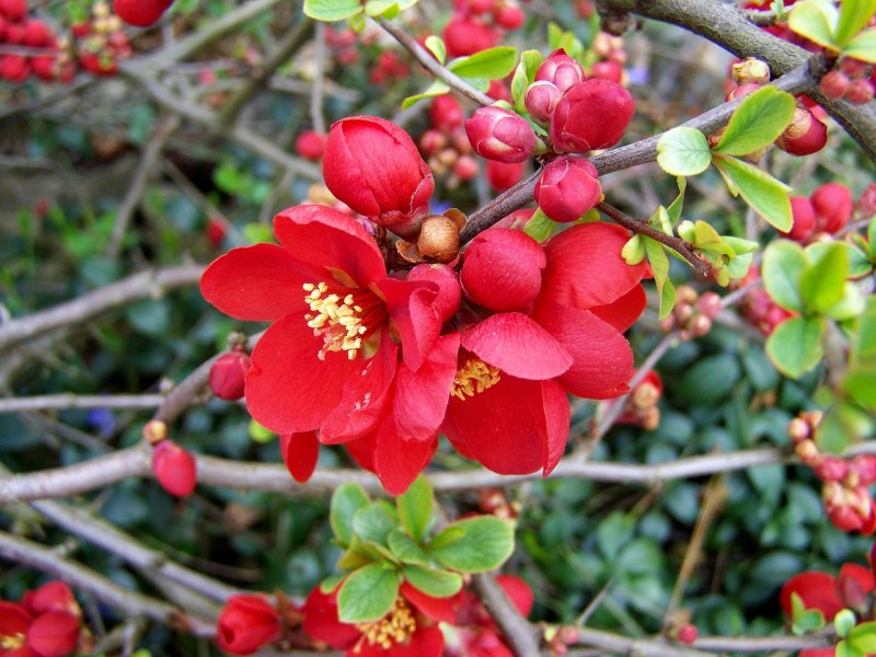 Айва кустарник