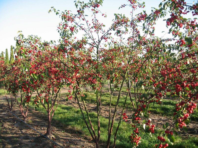 Malus Evereste яблоня