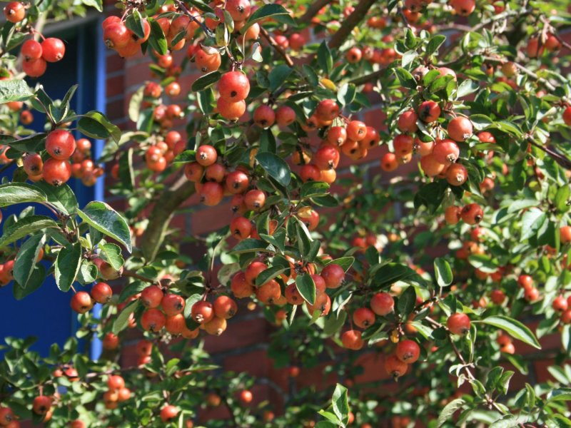 Malus Evereste яблоня