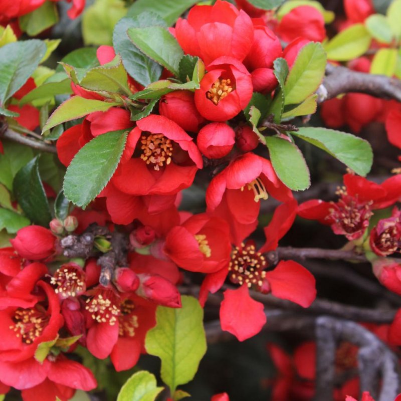 Chaenomeles 'Elly Mossel'