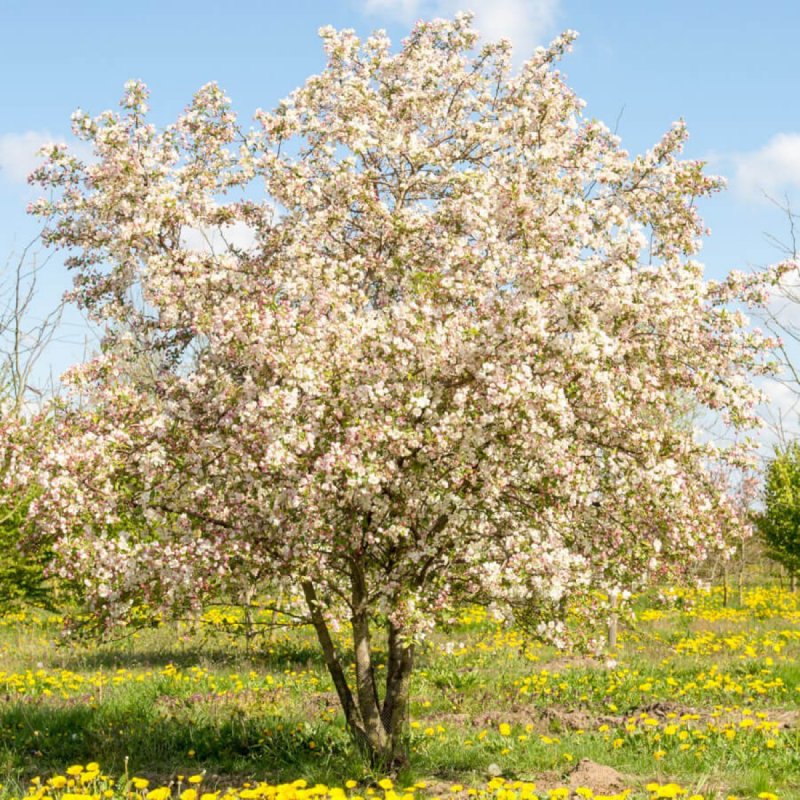 Malus Evereste яблоня