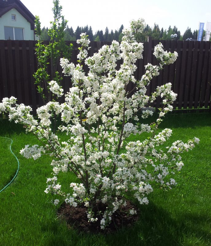 Яблоня Эверест Malus Evereste