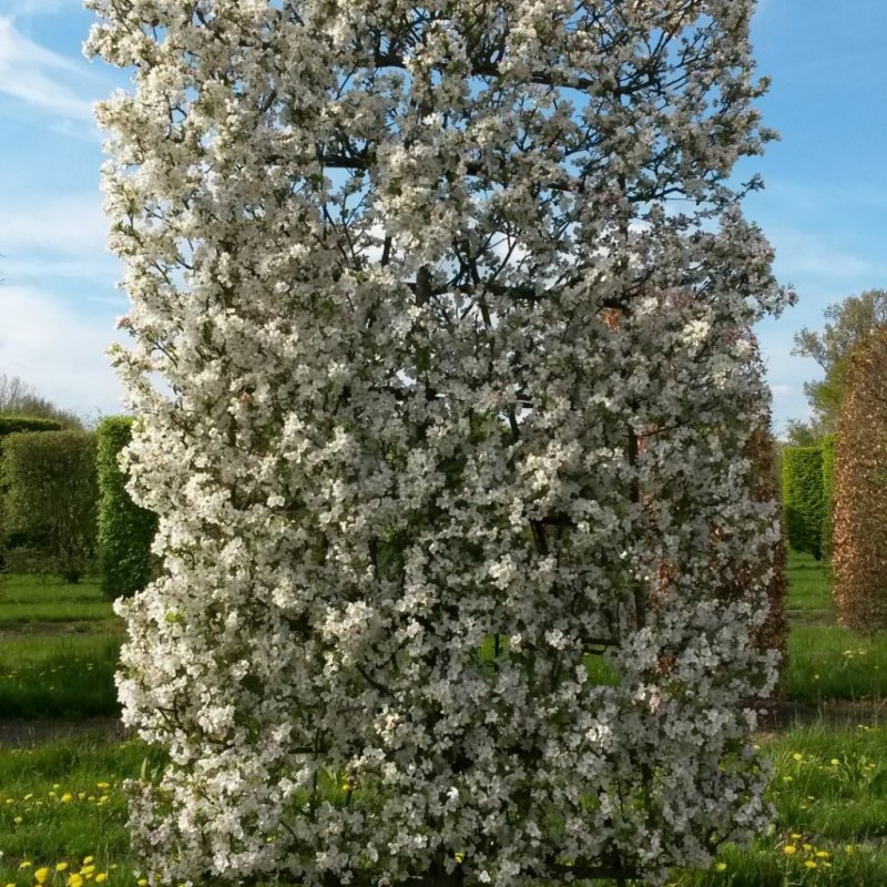 Яблоня Эверест Malus Evereste