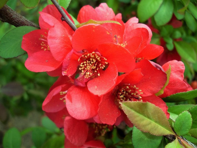 Chaenomeles speciosa перевести