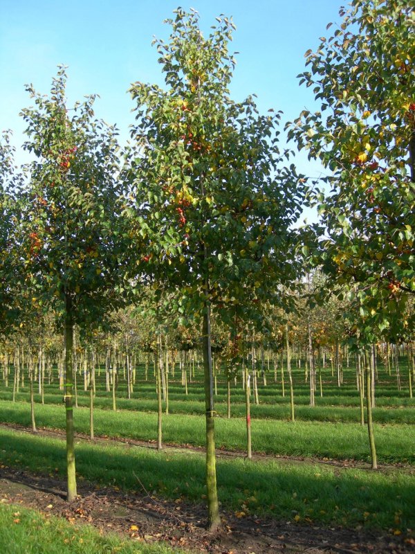 Яблоня Эверест Malus Evereste