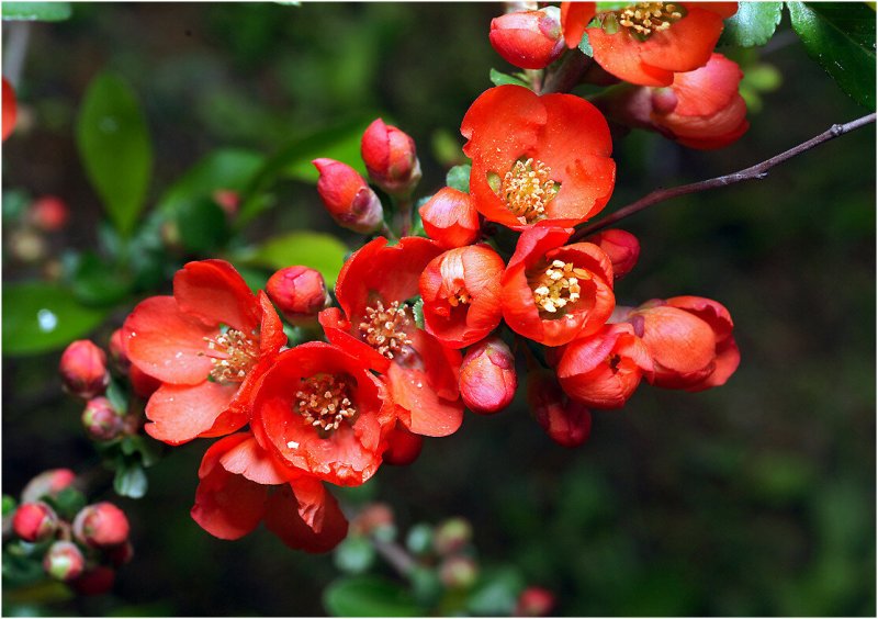 Айва японская Chaenomeles japonica