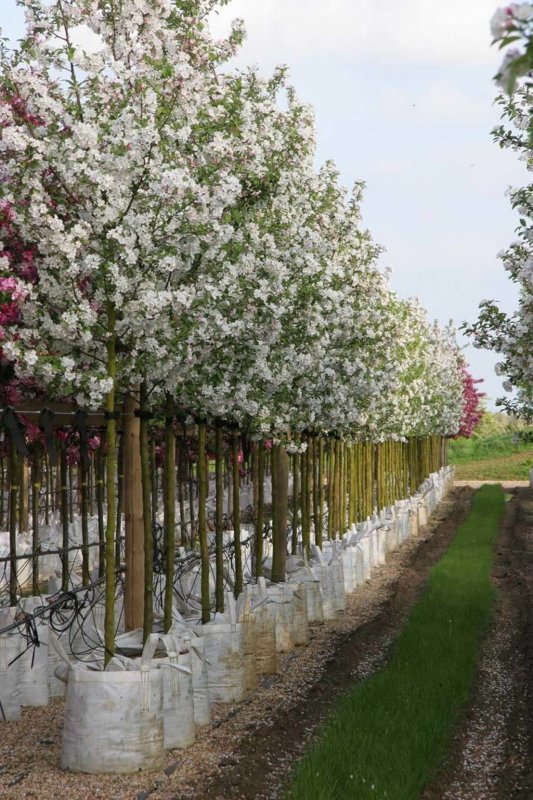 Яблоня Malus Rudolph