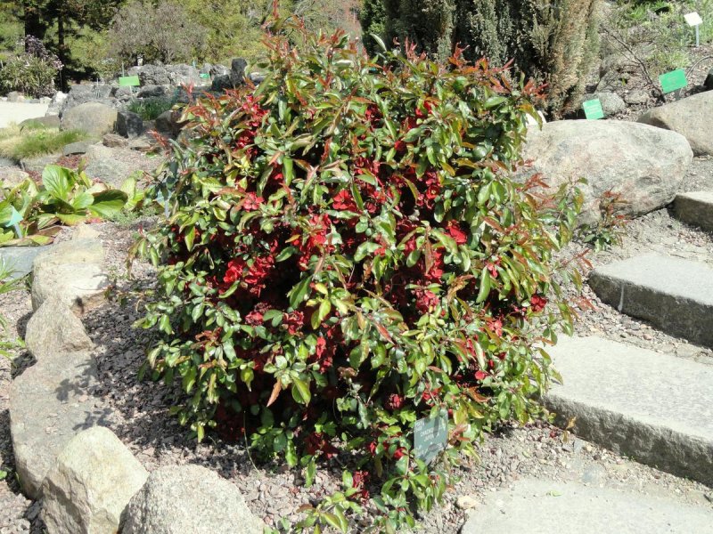 Chaenomeles japonica (хеномелес)