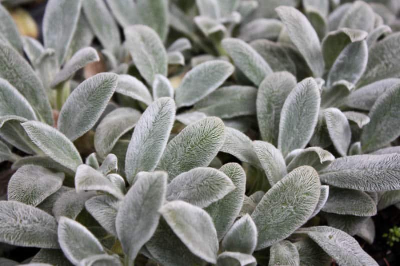Стахис шерстистый 'Silver Carpet'