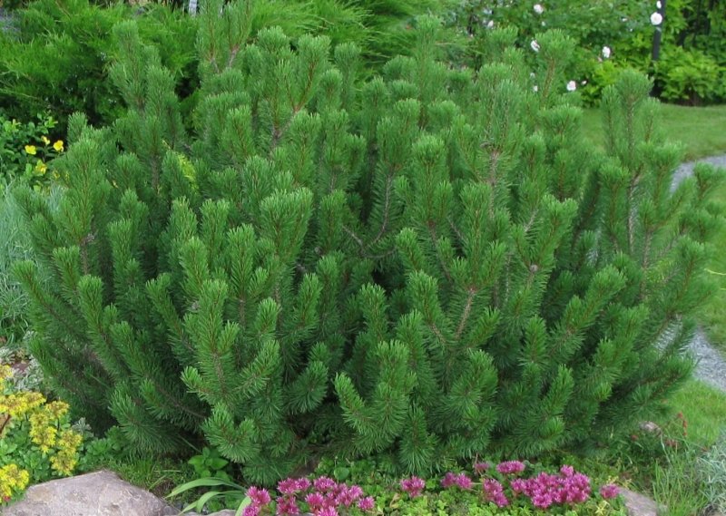 Pinus mugo Gnom шишки