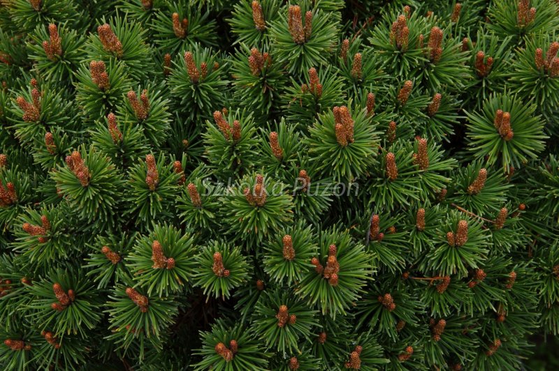 Pinus mugo хвоя