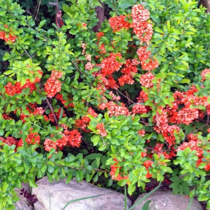 Хеномелес (айва) катаянский