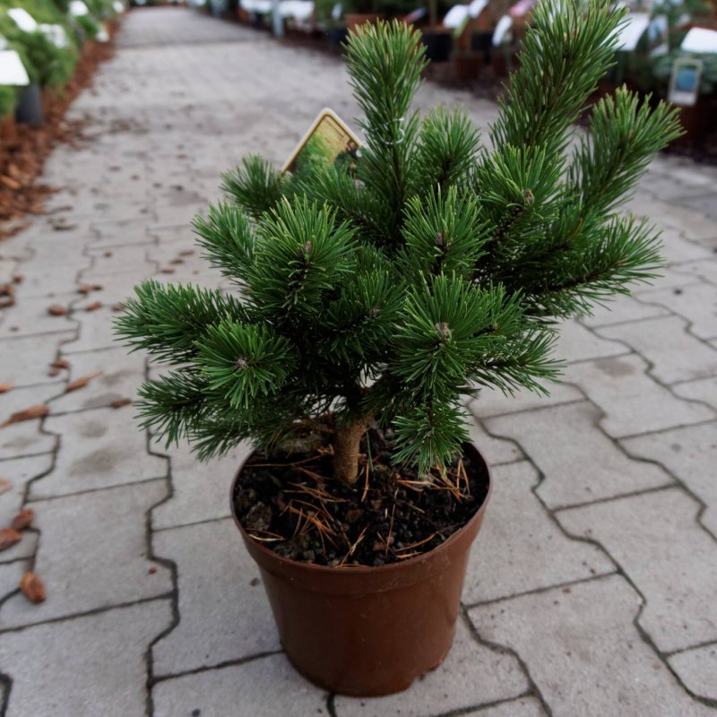 Сосна Pinus mugo Gnom