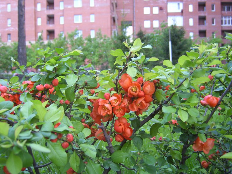 Айва японская (Chaenomeles), или хеномелес