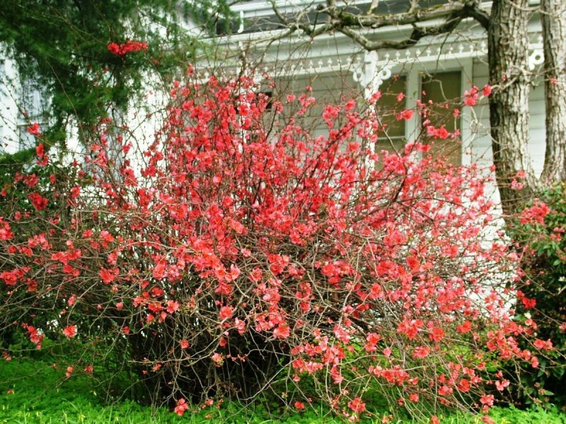 Японская айва декоративный кустарник