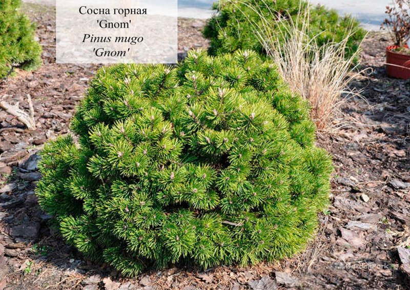 Сосна Горная Гном (Pinus mugo Gnom)