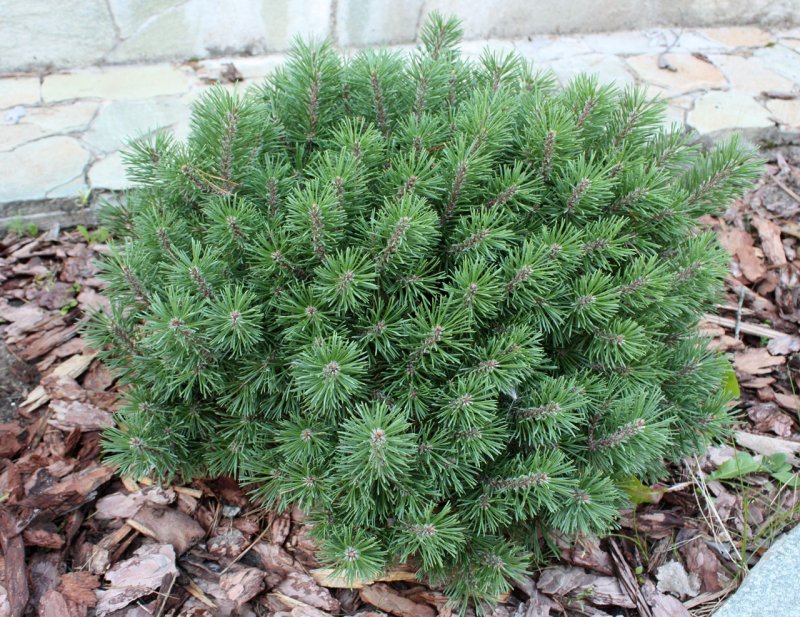 Pinus mugo Gnom