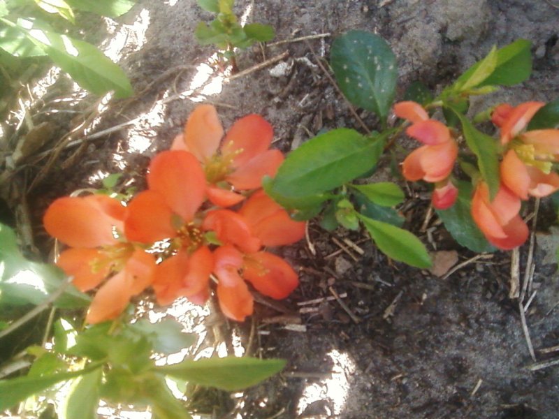 Chaenomeles 'Scarlet Storm' ®